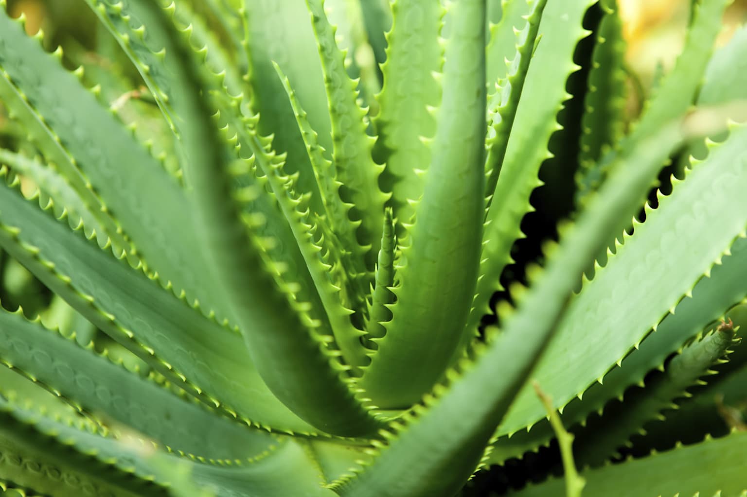 Acemannan: The Powerful Polysaccharide Growing in Costa Rica's Mountains