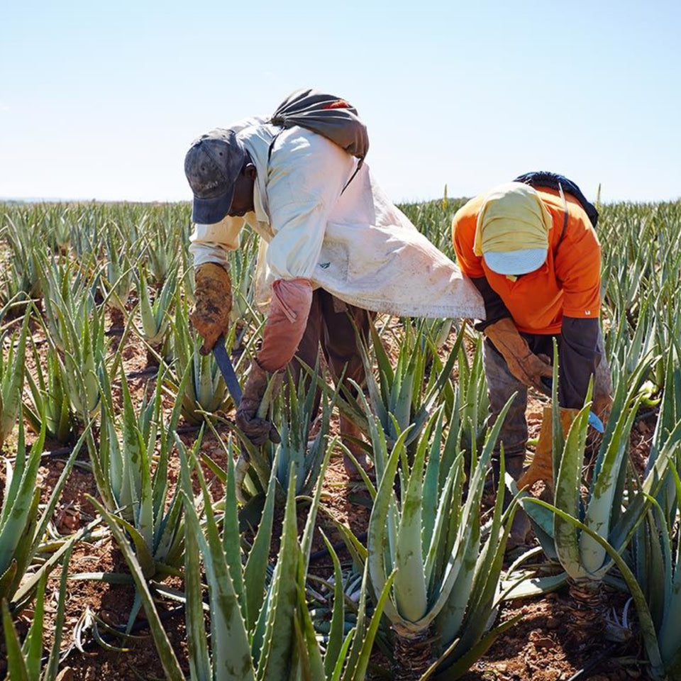Two workers harvesting aloe vera plants in a field under a clear blue sky.